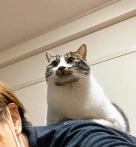 ボノ紹介　背中乗り猫